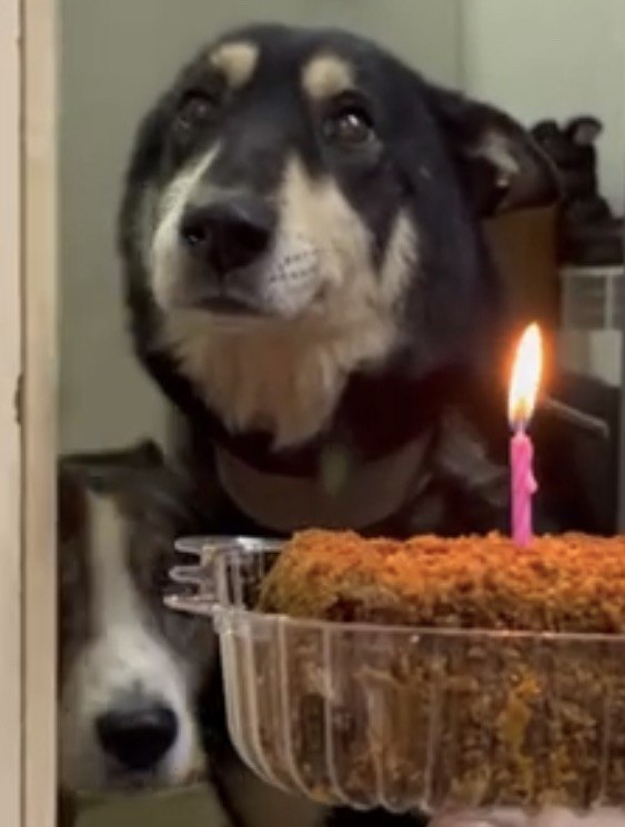 др 🎂